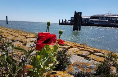 Das Bild zeigt die Einfahrt zum Seglerhafen. Davor sieht man eine Mohnblume.